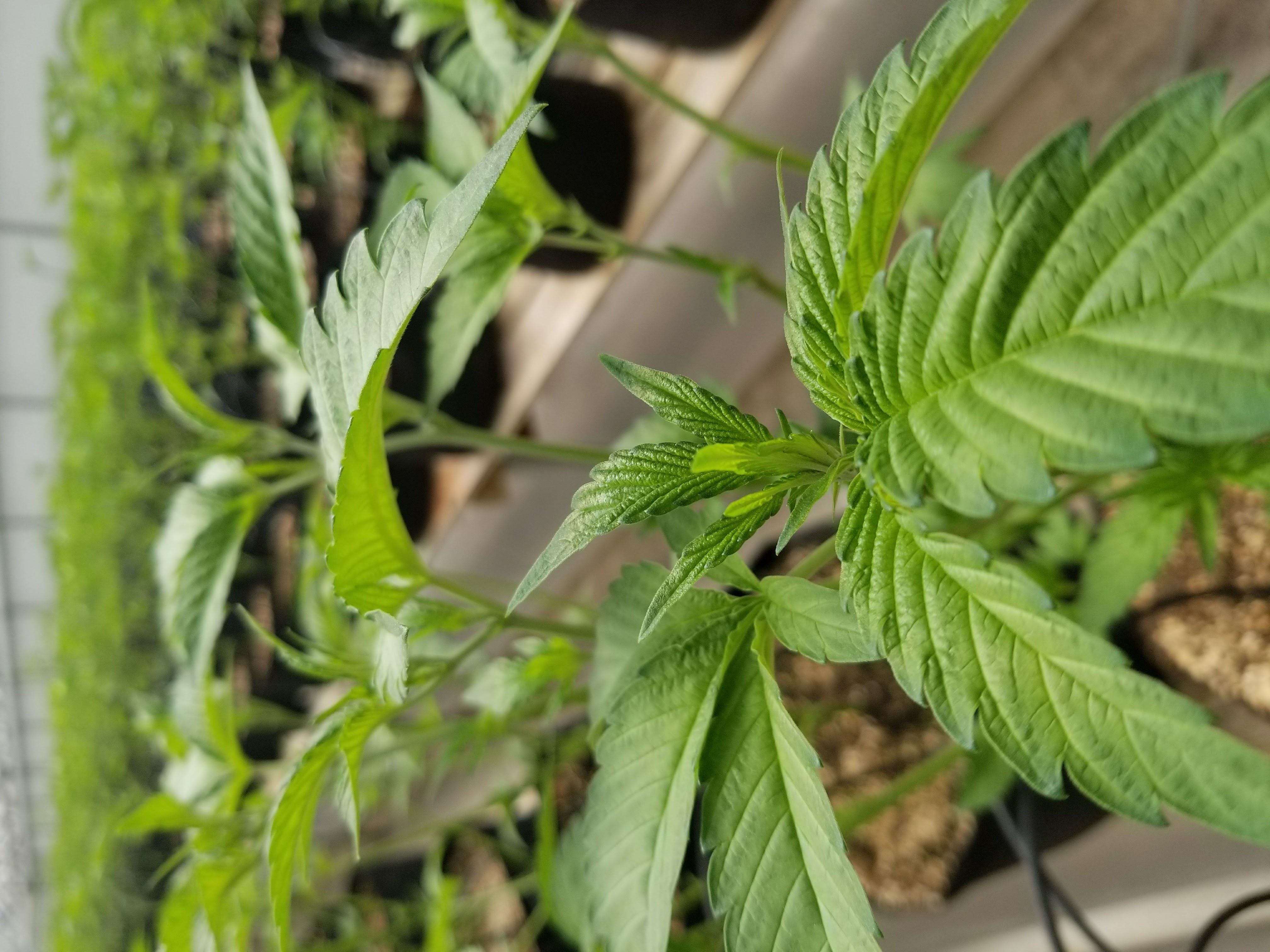 Our 🧬 week 3