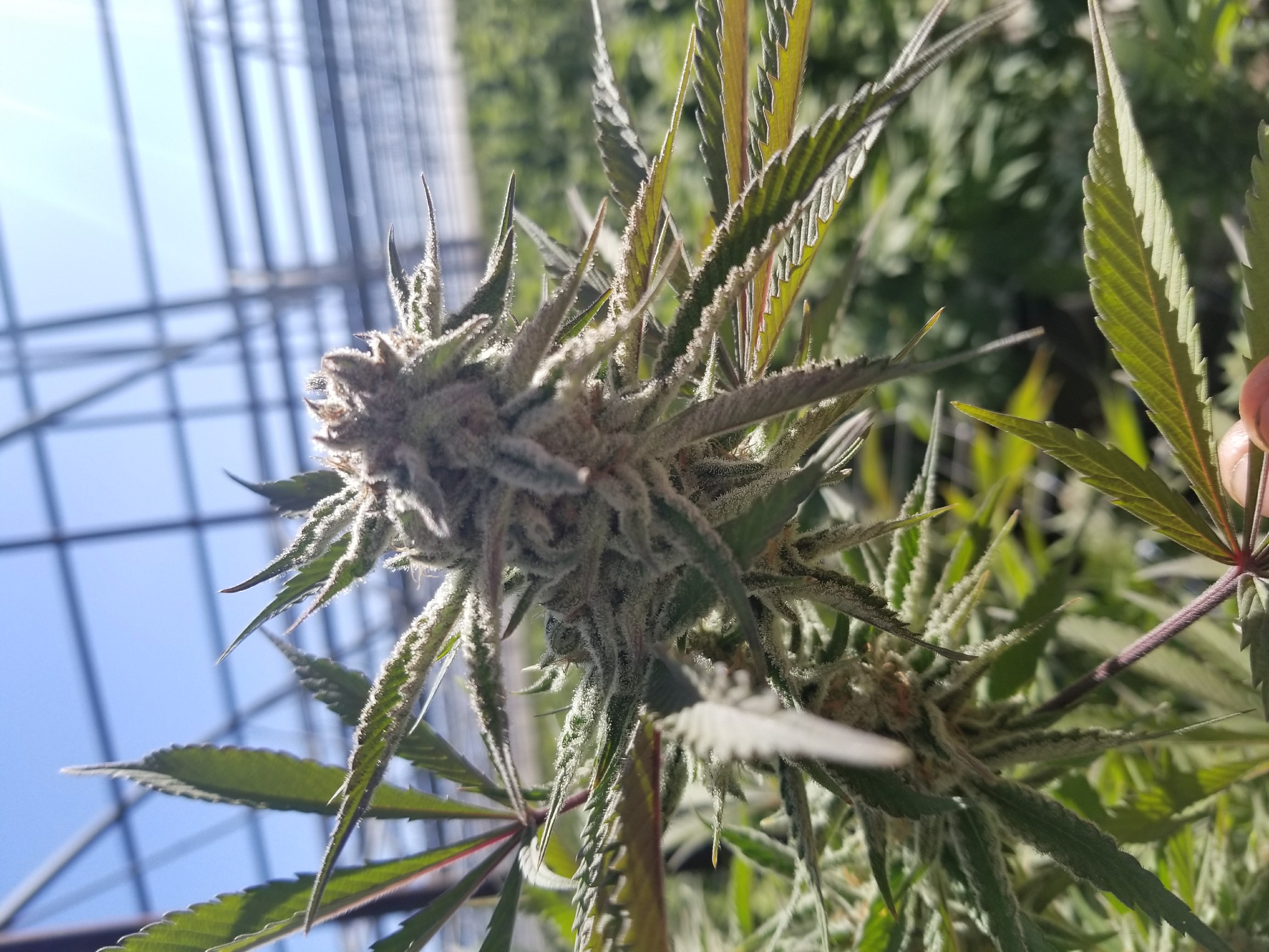 Genius OG