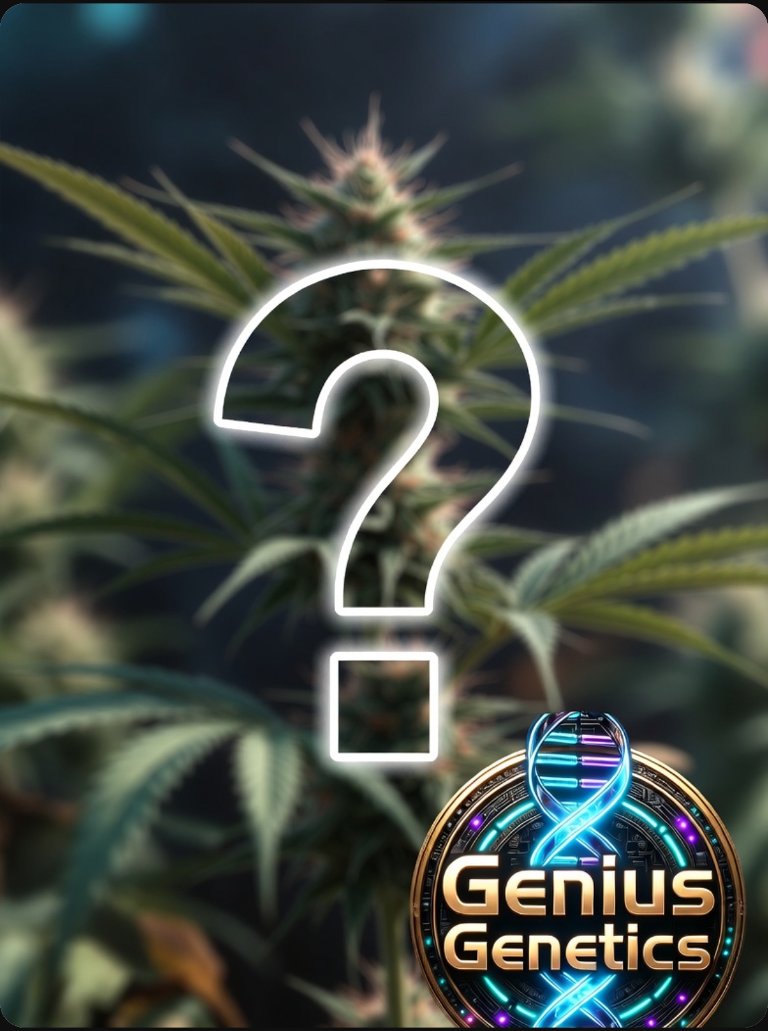 Genius Mystery Bean Bag